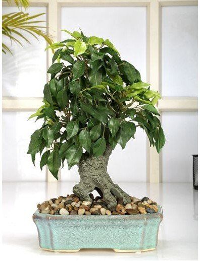 artificial bonsai tree online india