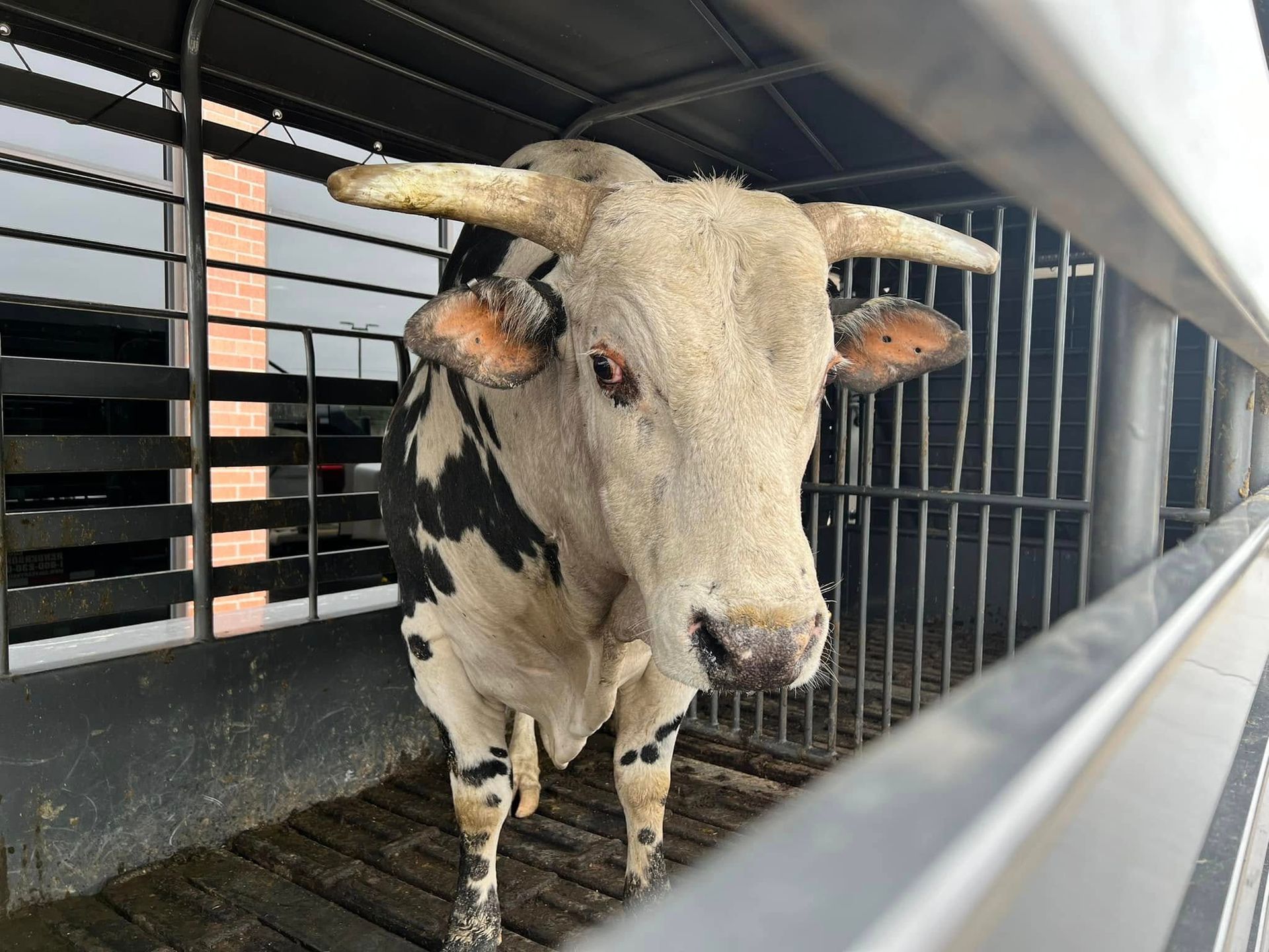 Bull with white face, black and white body, inside a livestock trailer, looking forward.