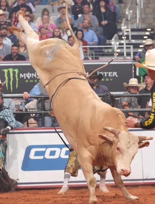 Bucking bull rearing up in a rodeo arena; riders, spectators, and logos visible.
