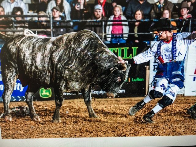 Bull rider clown in arena distracts bull, wearing red, white, and blue, as crowd watches.