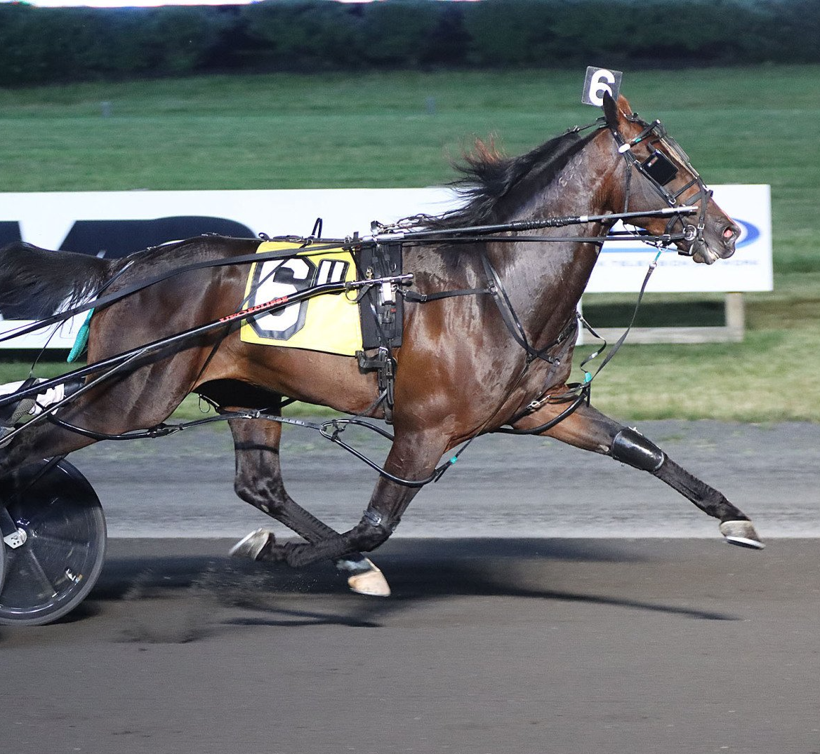 Bulldog Hanover