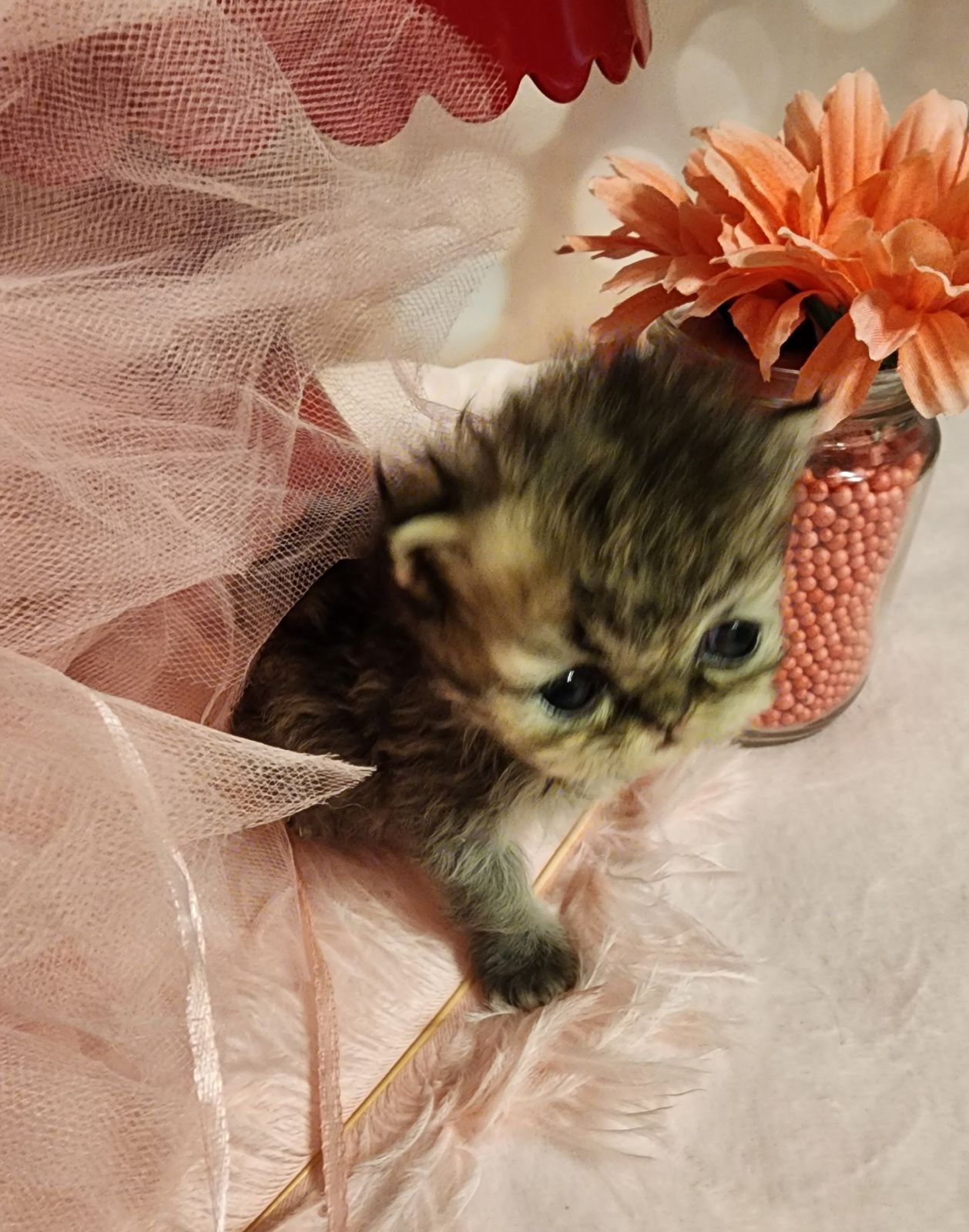 Teacup Persian Kittens For Sale, White Persian Cats, Designer Persians