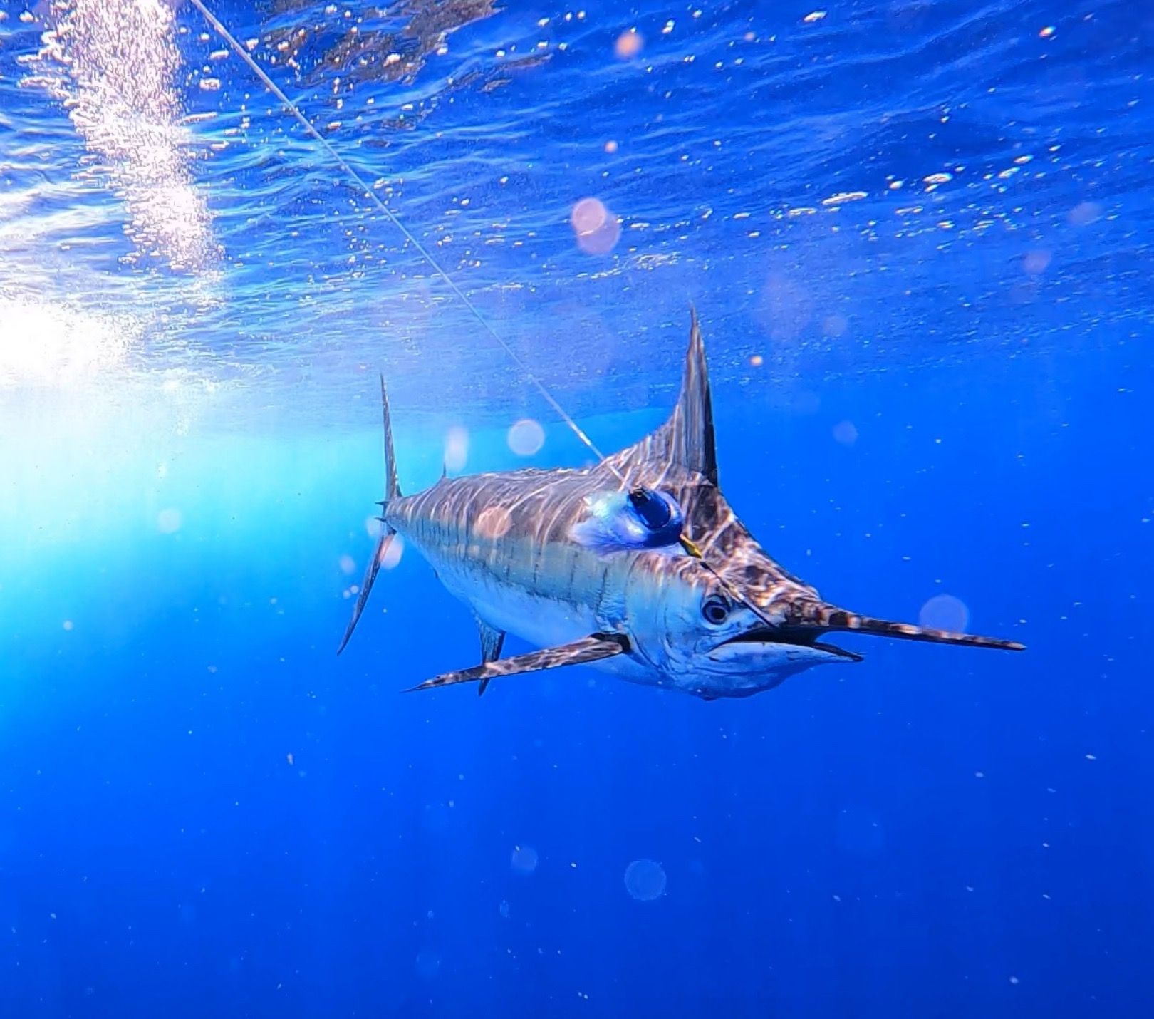 Blue marlin swims underwater, viewed from below, in blue ocean with sunlight.
