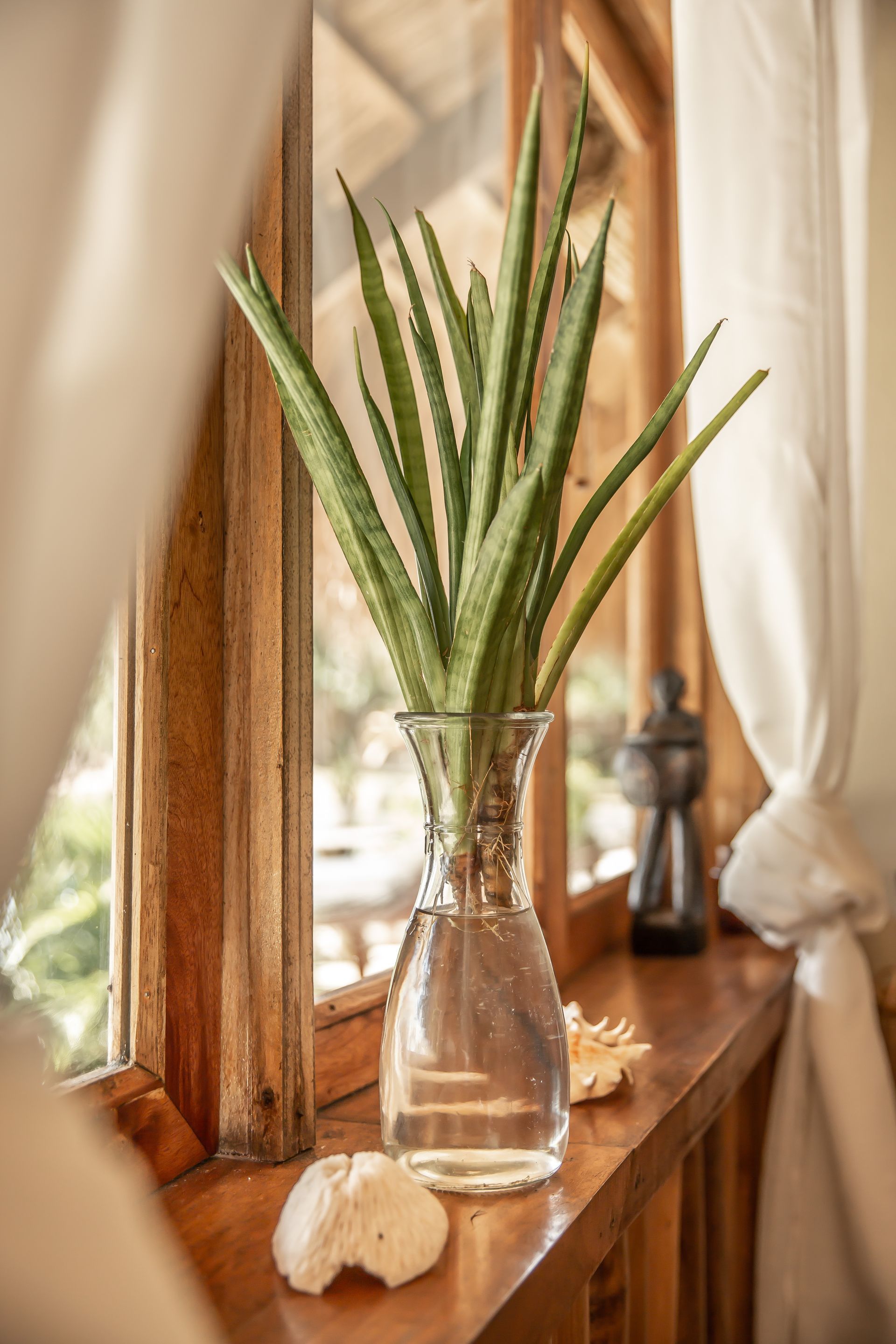 An aloe vera plant is growing in a glass vase on a window sill.