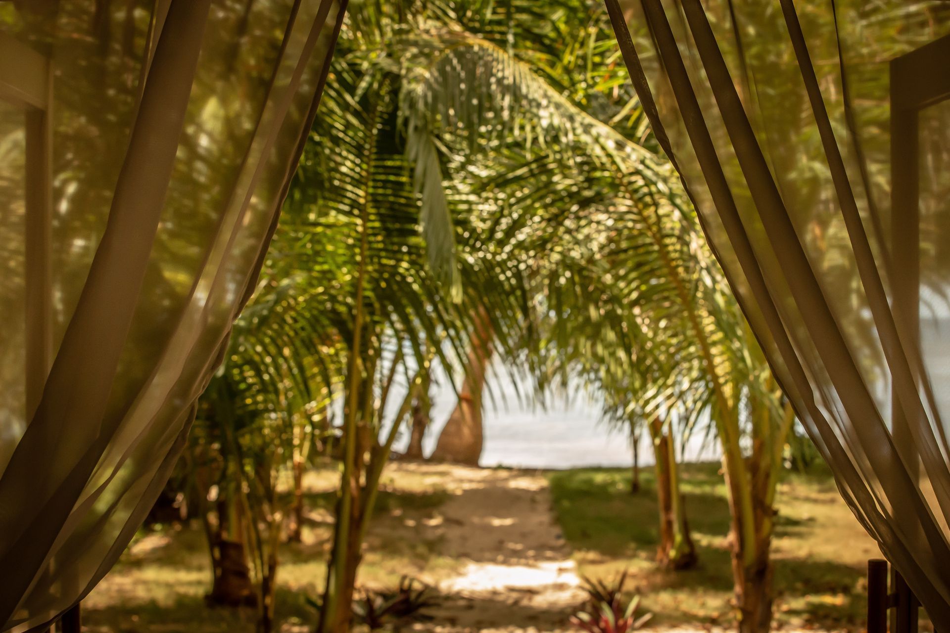 A view of a beach through a canopy of palm trees.