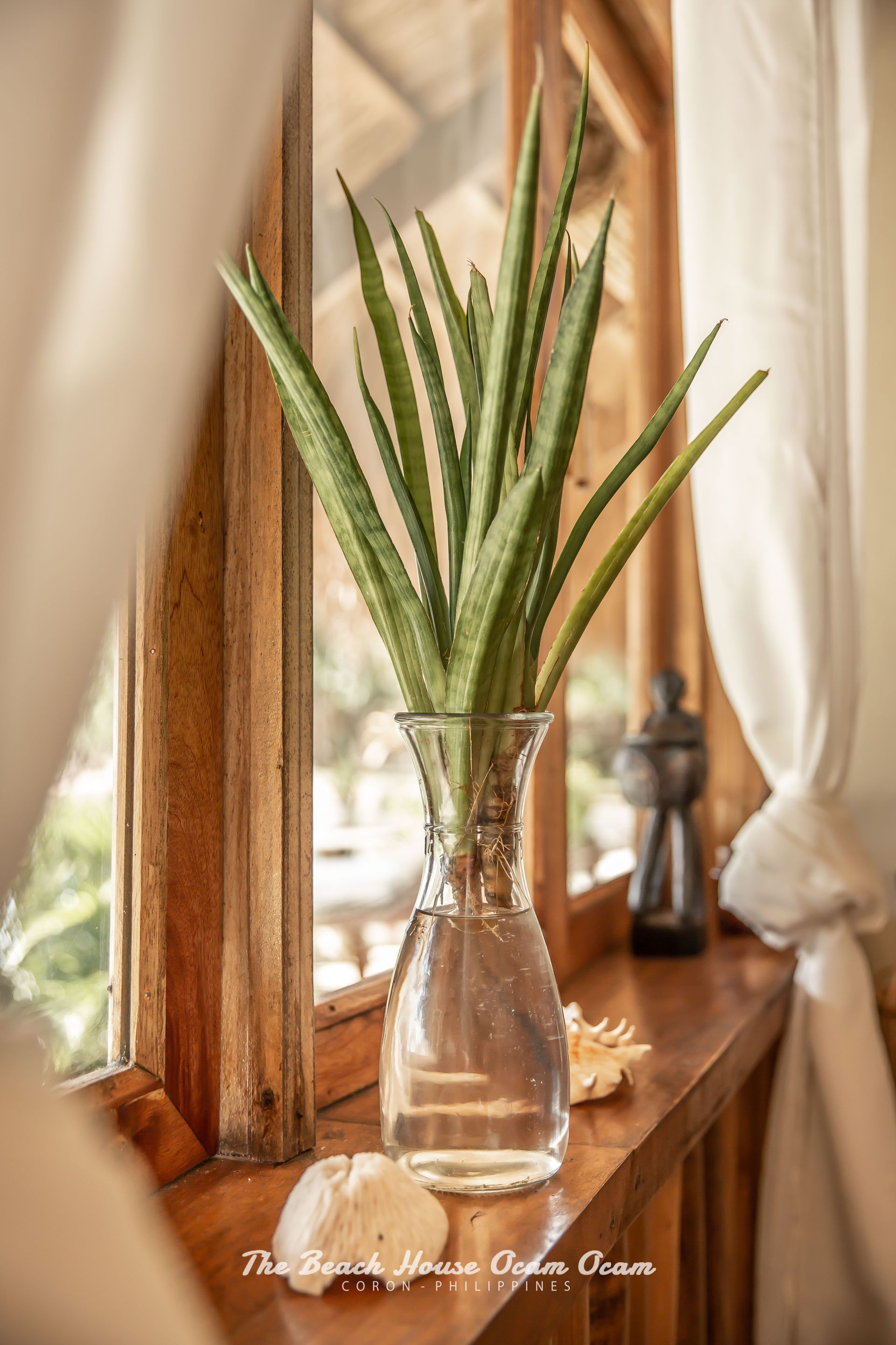 An aloe vera plant in a glass vase is sitting on a window sill.