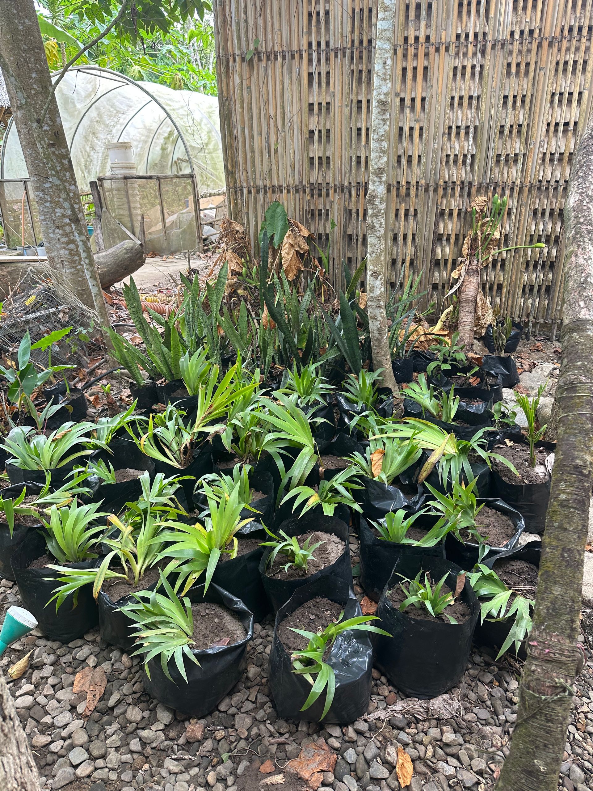 tree planting
