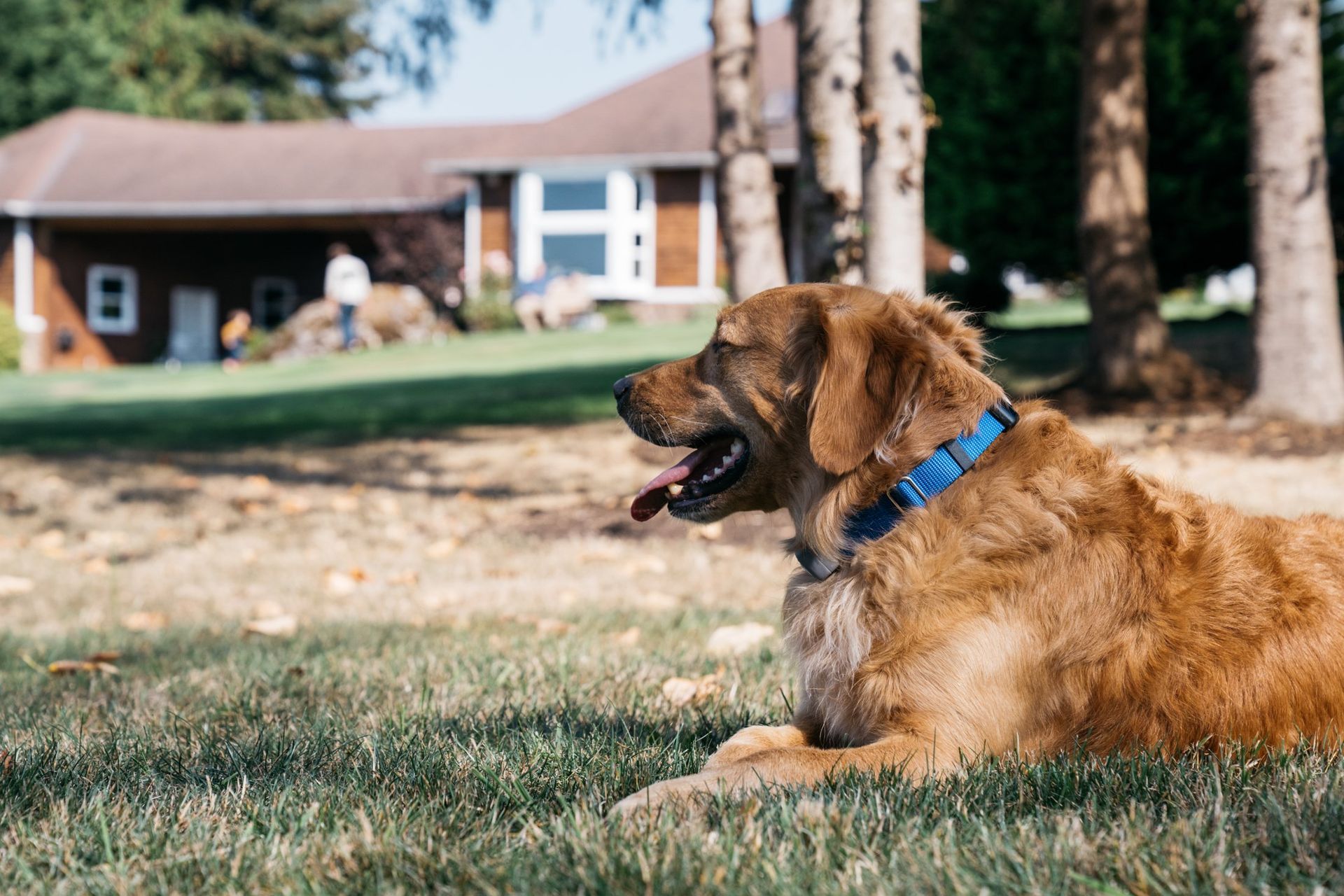 A golden dog with a blue collar rests in the grass, facing left in front of a house and trees.