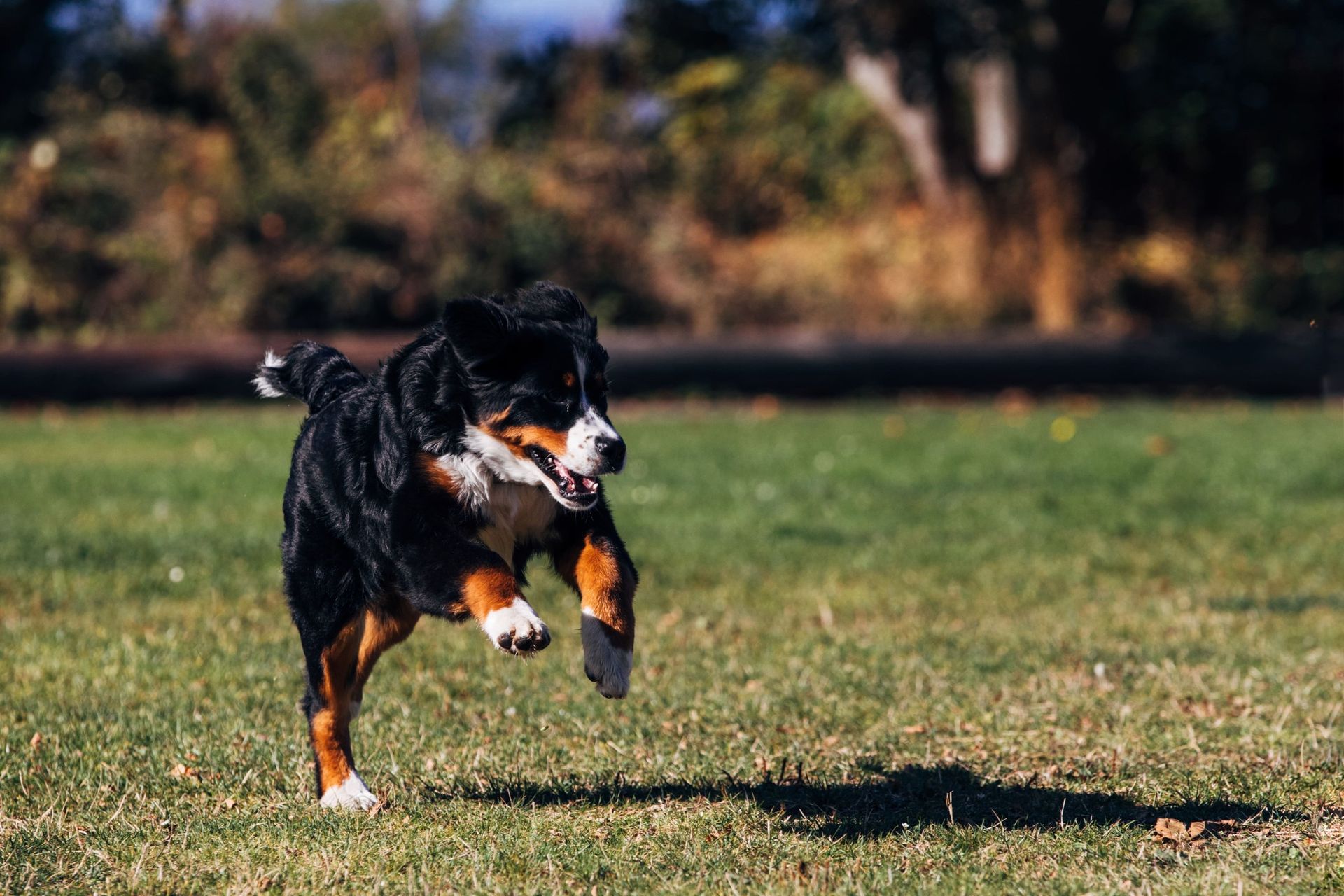 A tri-colored Bernese Mountain Dog running across a sunny, grassy field.