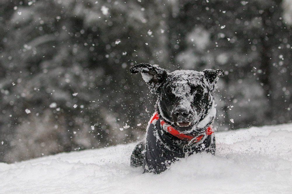 A black dog wearing a red collar and a dark coat, covered in snowflakes, runs through deep snow.