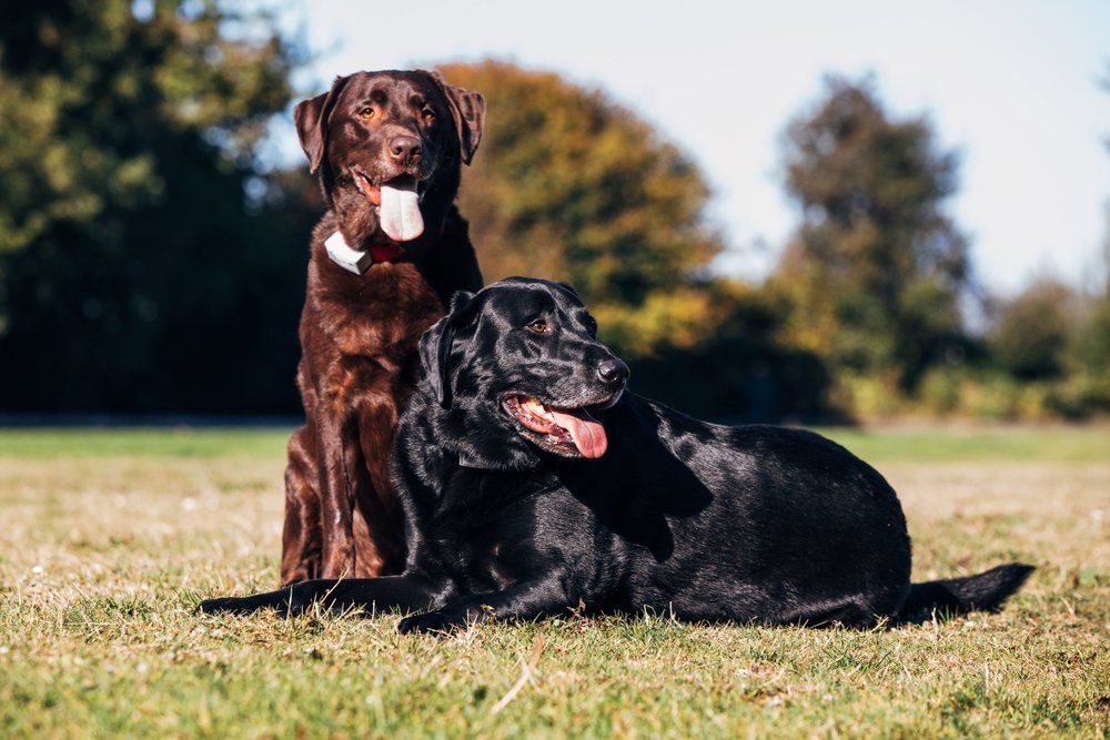 A chocolate Labrador sits behind a black Labrador lying on a grassy field, both dogs panting with tongues out.