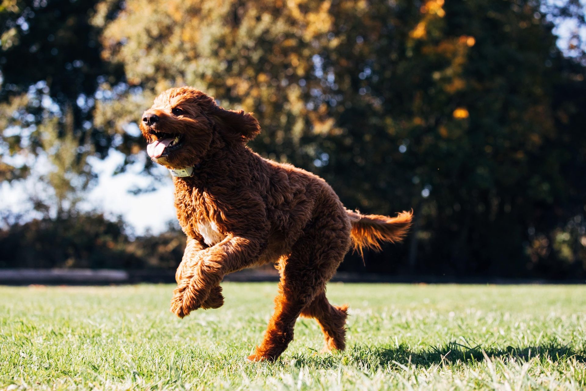 A brown, curly-haired dog running joyfully across a grassy field on a sunny day.