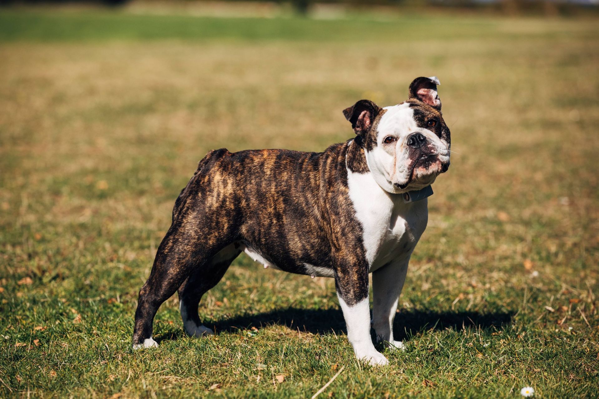 A brindle and white bulldog stands on a grassy field, looking toward the camera.