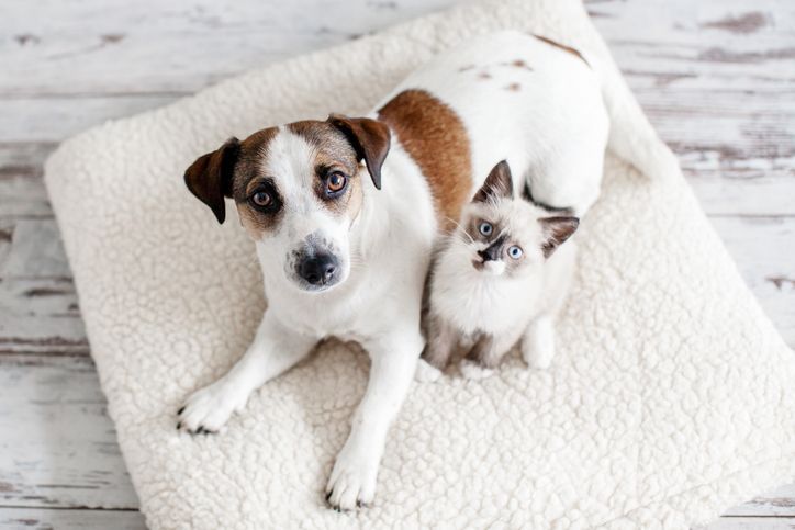 White dog and gray cat sitting together on a white blanket, looking up at the camera at EVOQ East Cobb Marietta, GA.