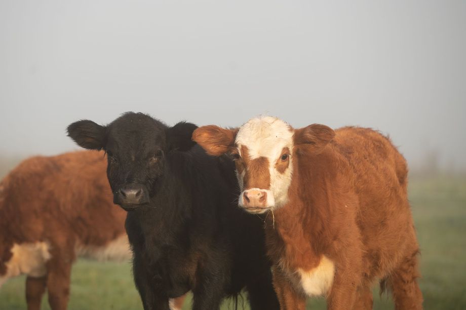 Gary Taylor, third-generation Montana rancher and founder of Taylor Beef Company, checking cattle near Miles City.