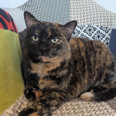Équipe aménagement paysager minou