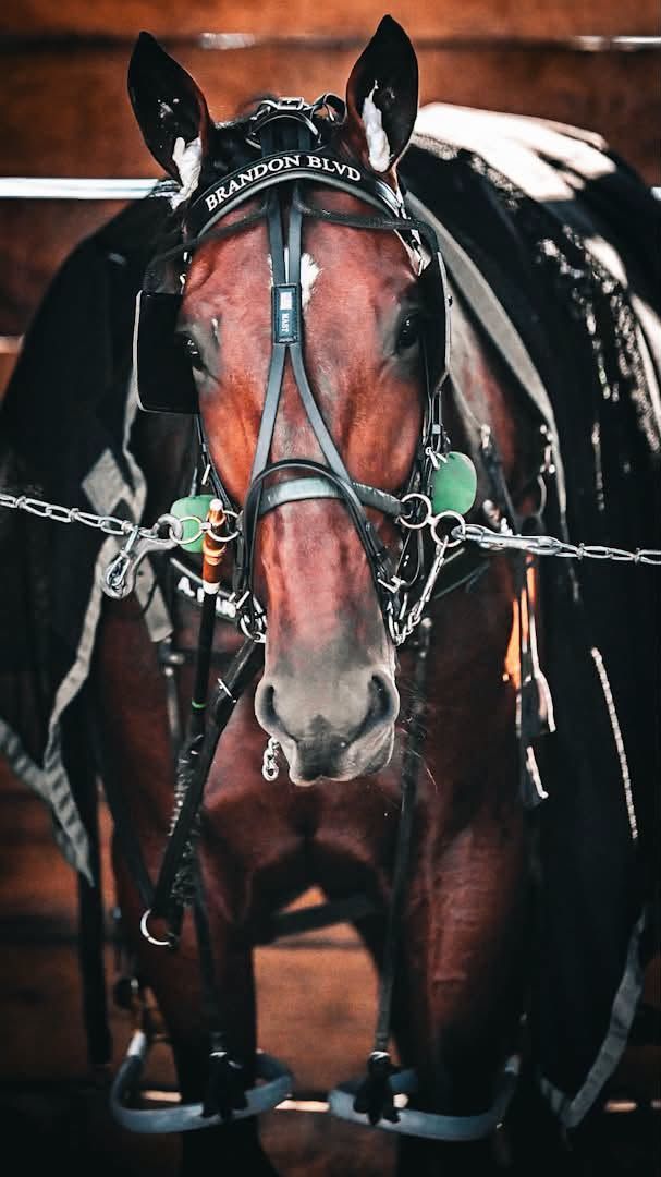AHR horse