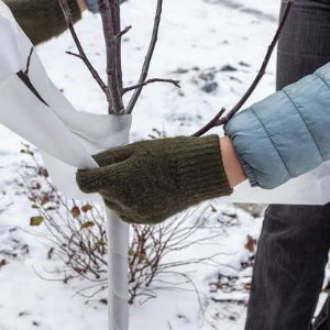 Gloved hands wrap a white protective cover around a young tree in the snow