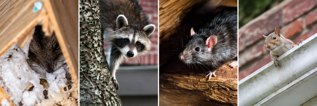 Three raccoons peeking from a tree, wooden beam, and gutter on a house exterior.