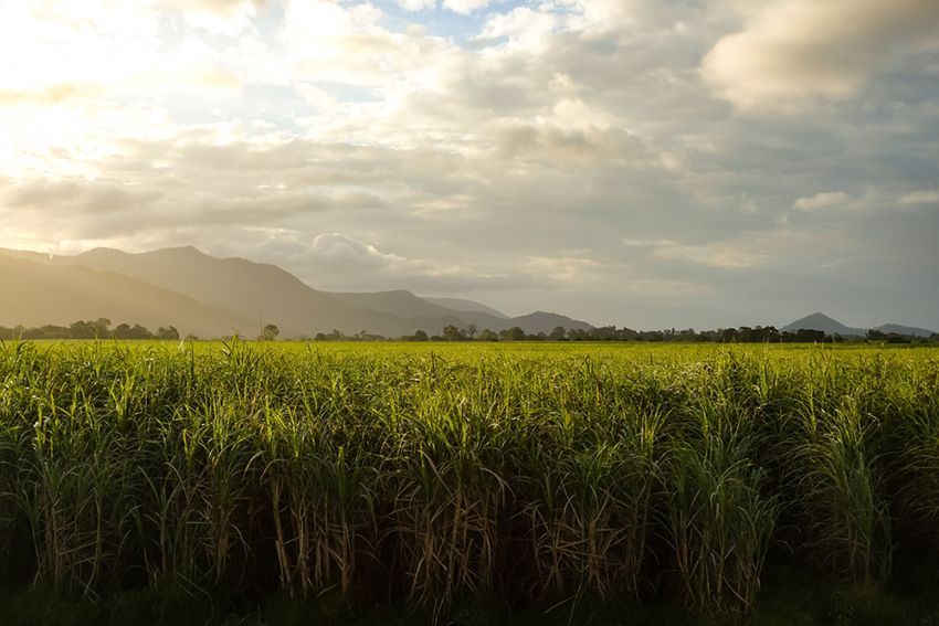 A Field of Tall Grass With Mountains — NQ Trading in Cairns, QLD