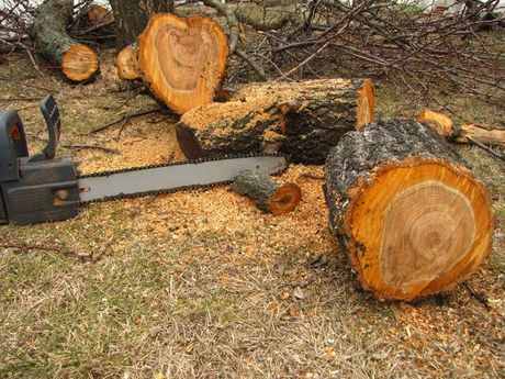tree trimming services