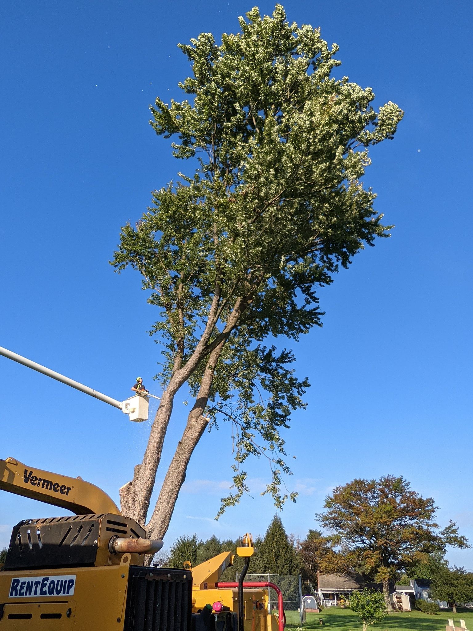 A tree is being cut down by a machine that says rental on it