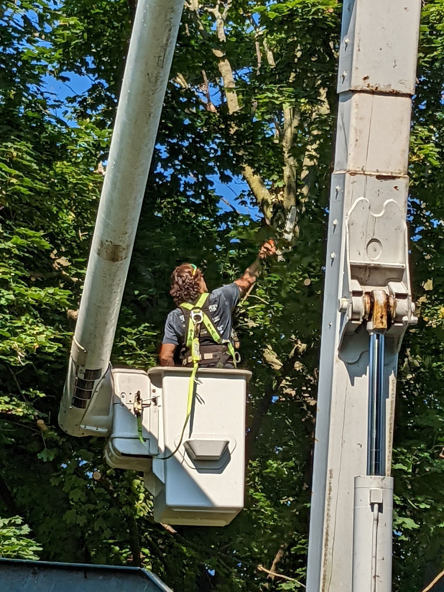 a person is cutting a tree branch with a pair of scissors