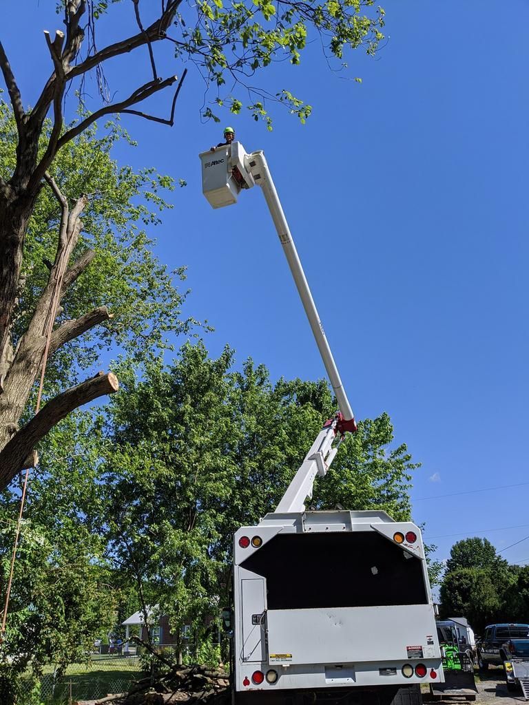 A tree surgeon is cutting a tree with a crane.