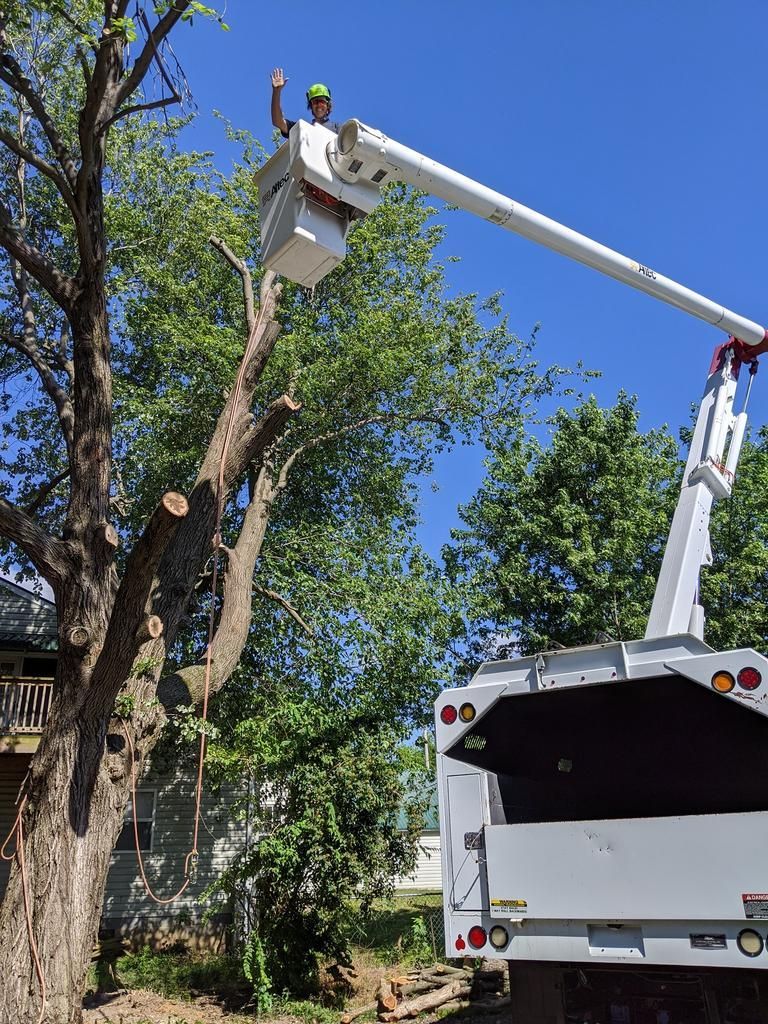 A man in a bucket truck is cutting a tree.