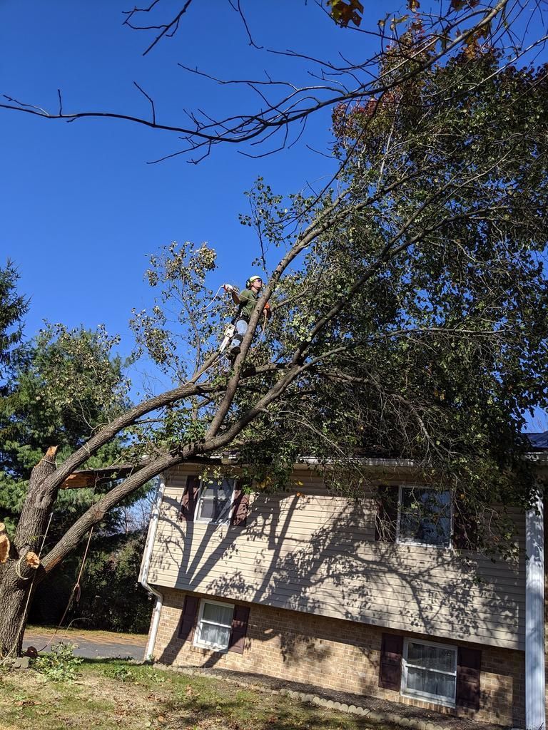 A man is cutting a tree in front of a house.