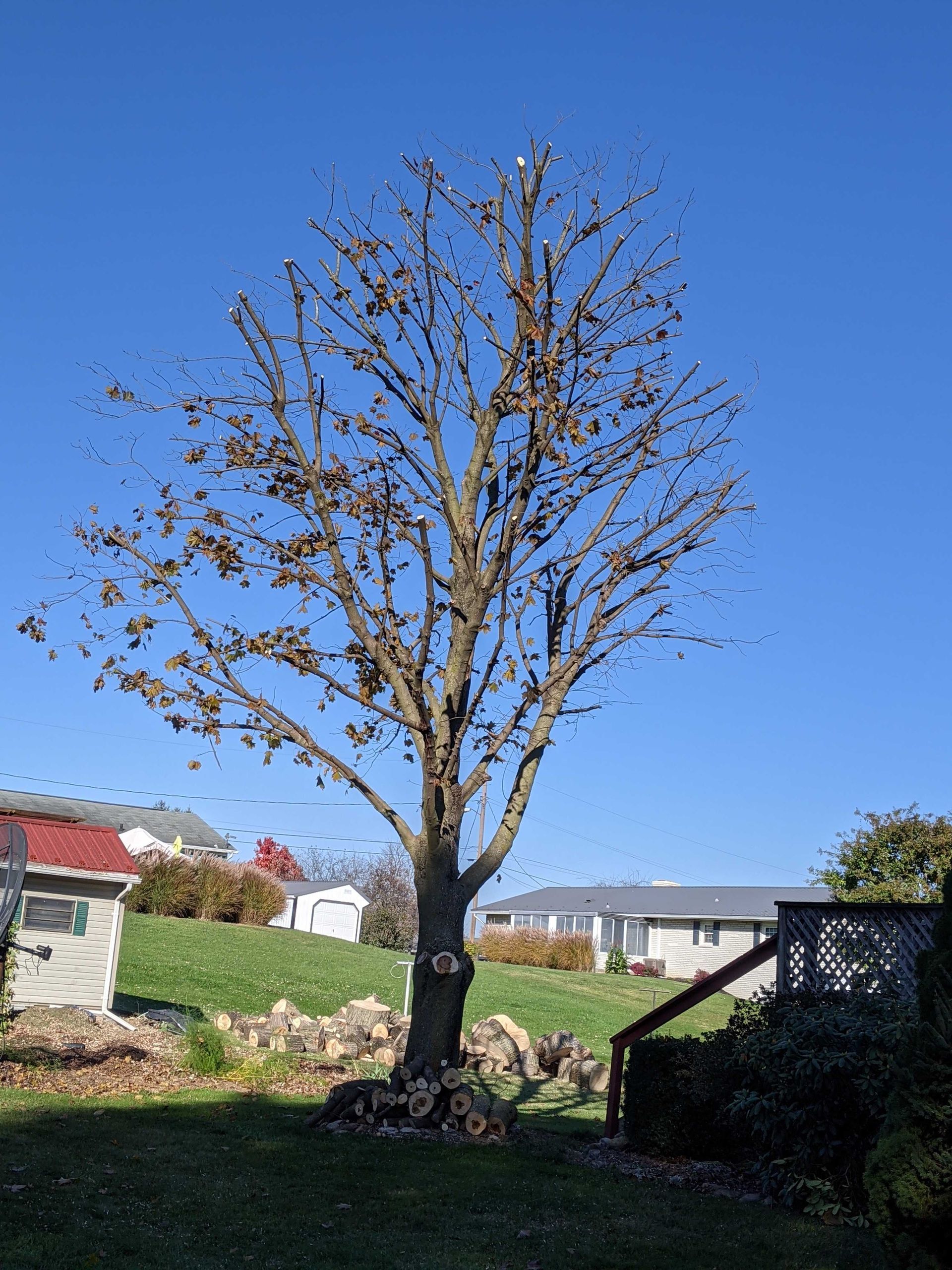 A tree without leaves is standing in the middle of a grassy field in front of a house.