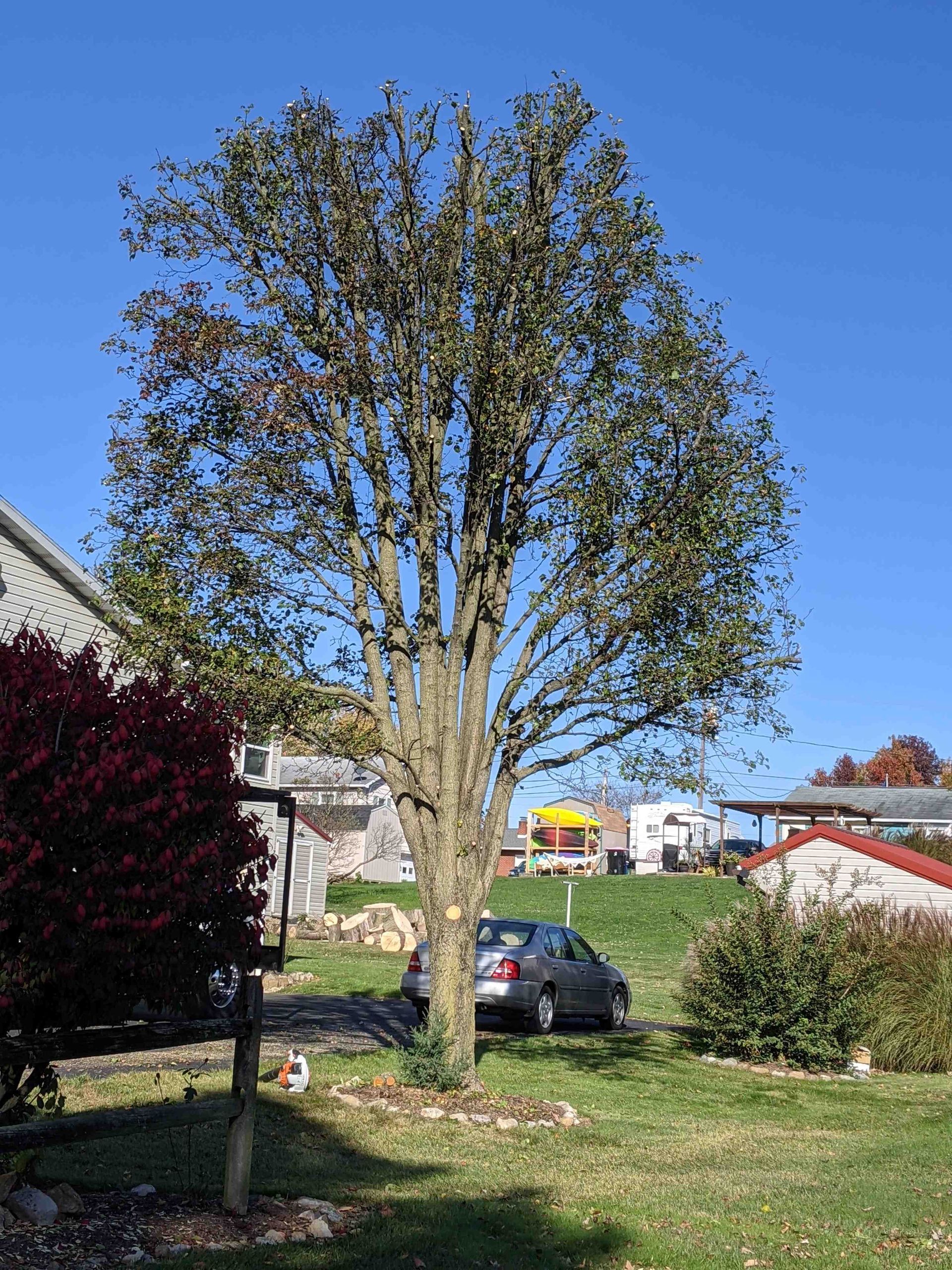 A tree in a yard with a car parked underneath it.