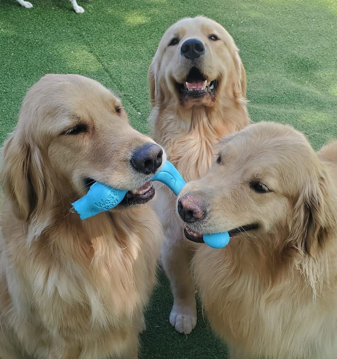 Animal Care Services Apex, NC Town and Country Animal Care