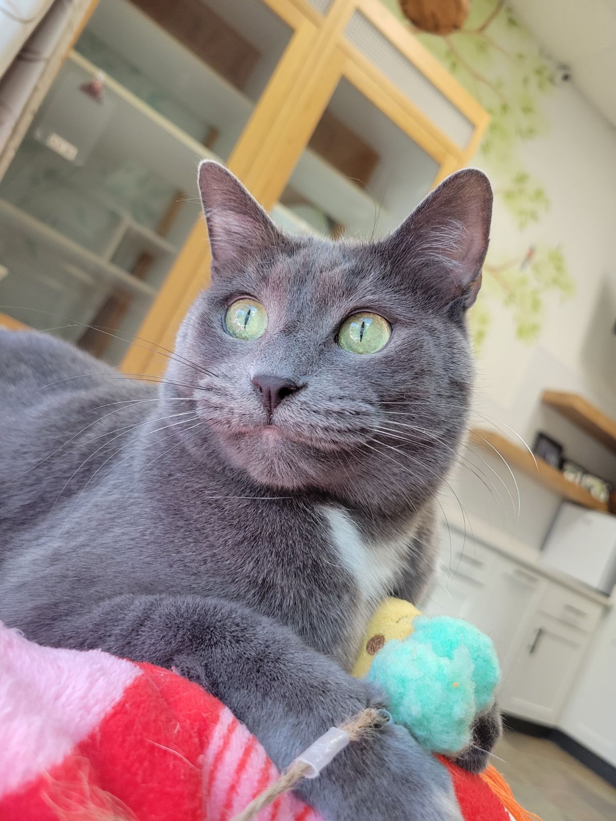 Animal Care Services Apex, NC Town and Country Animal Care