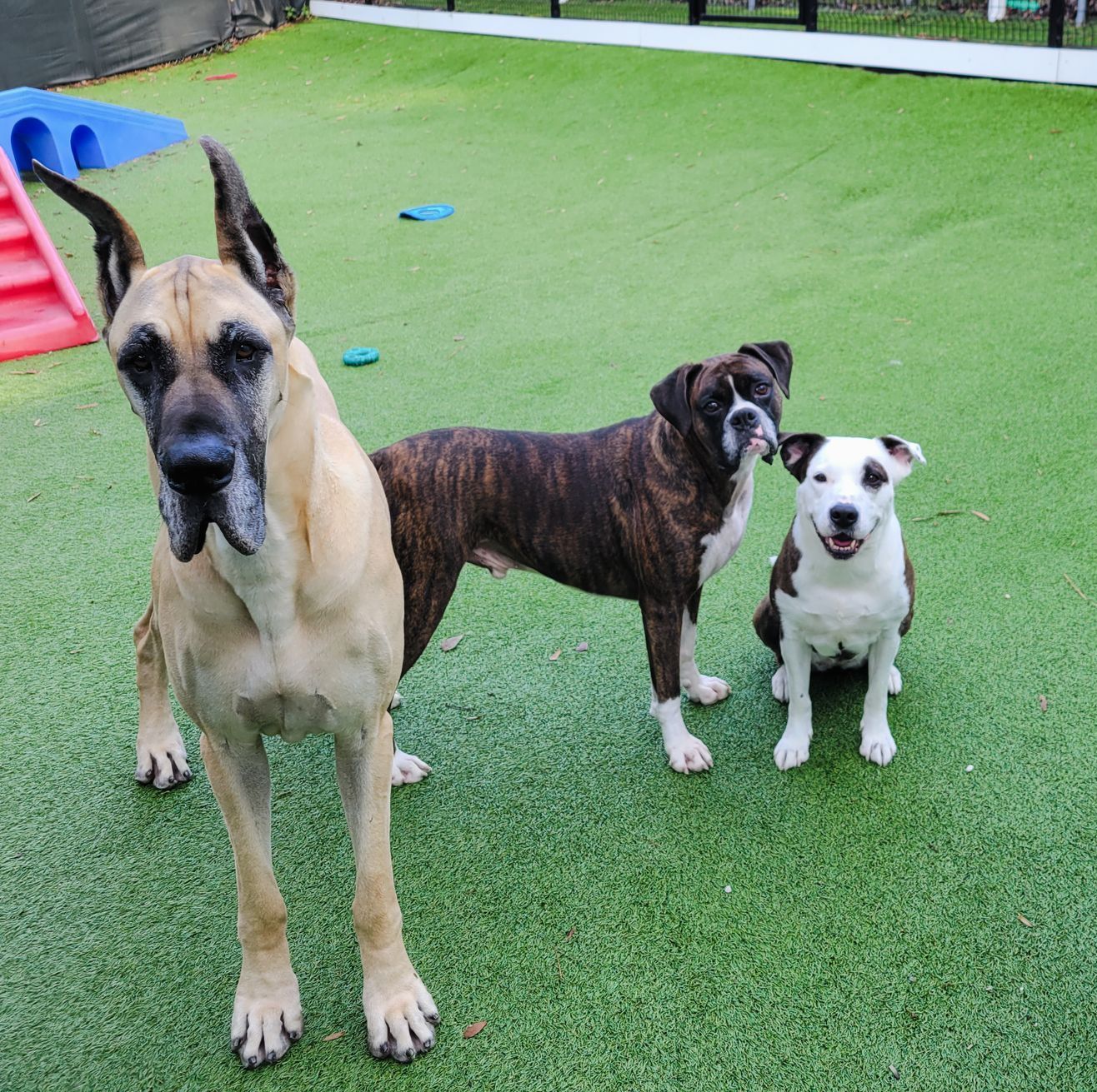 Dogs Playing Red Ball — Apex, NC — Town And Country Animal Care Dogs Playing Red Ball — Apex, NC — Town And Country Animal Care