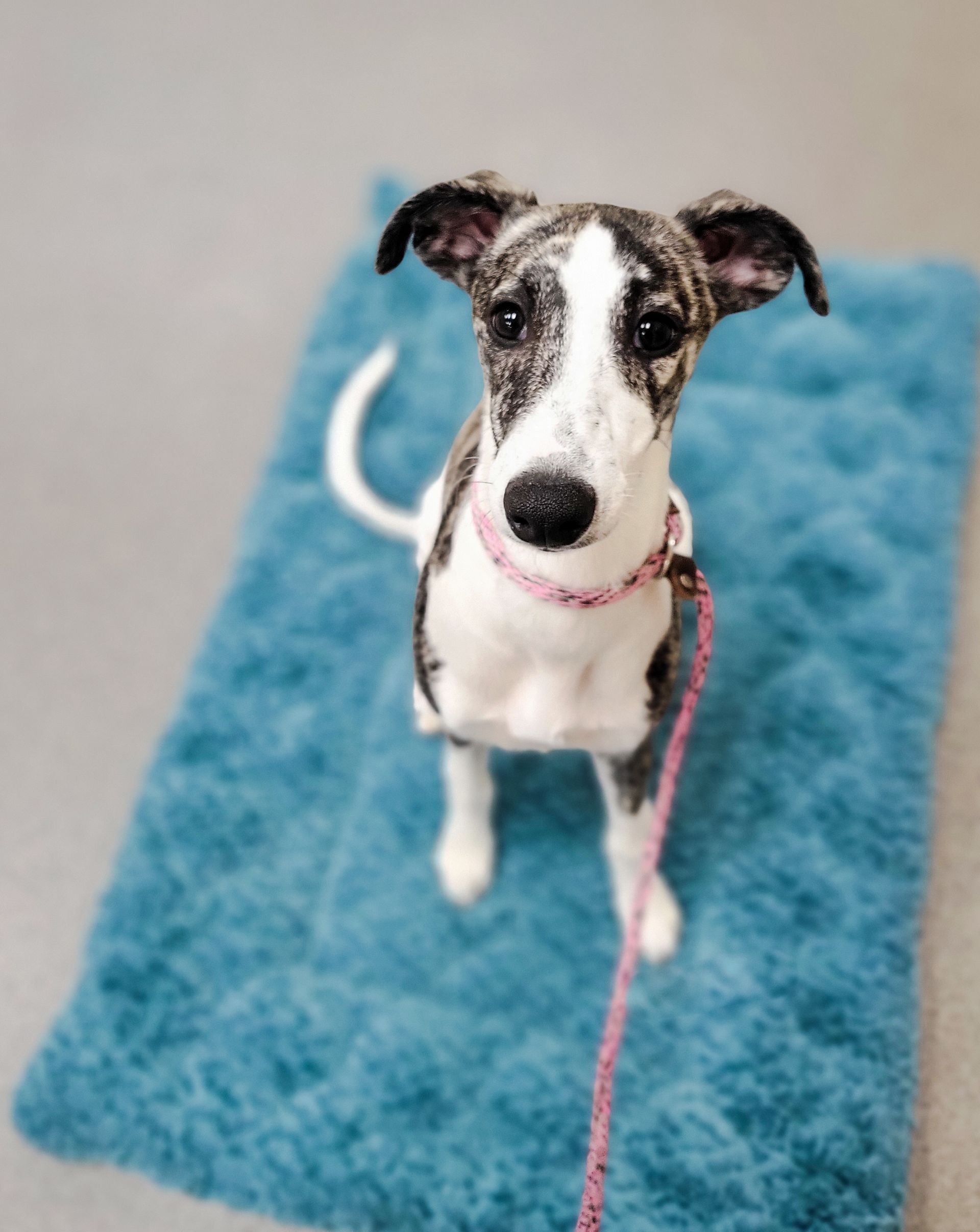 Dog Owner Received Certificate — Apex, NC — Town And Country Animal Care Dog Owner Received Certificate — Apex, NC — Town And Country Animal Care