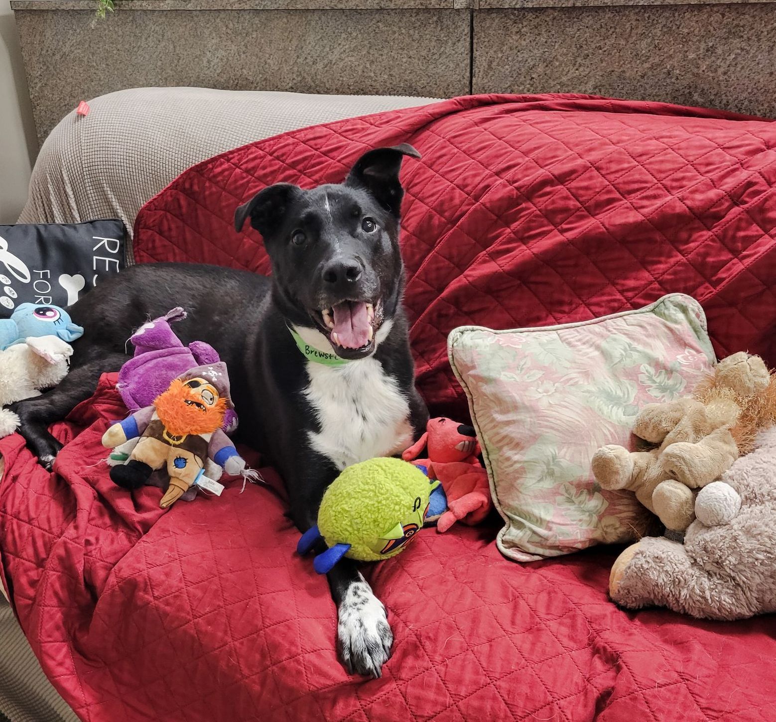 Dog On The Sofa — Apex, NC — Town And Country Animal Care Dog On The Sofa — Apex, NC — Town And Country Animal Care
