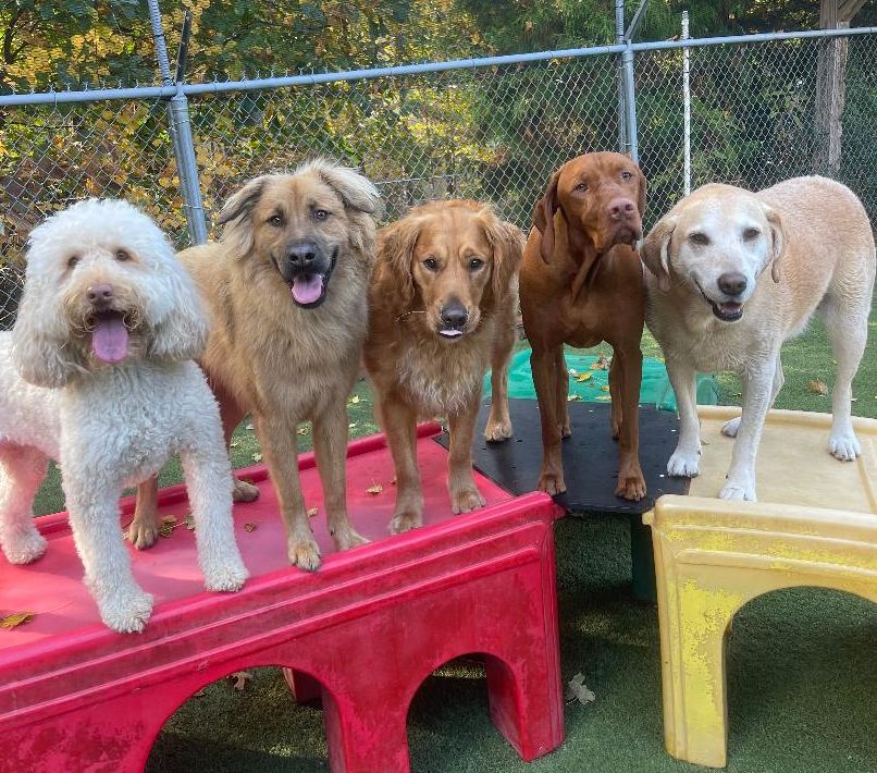 Two Dogs Sitting — Apex, NC — Town And Country Animal Care Two Dogs Sitting — Apex, NC — Town And Country Animal Care