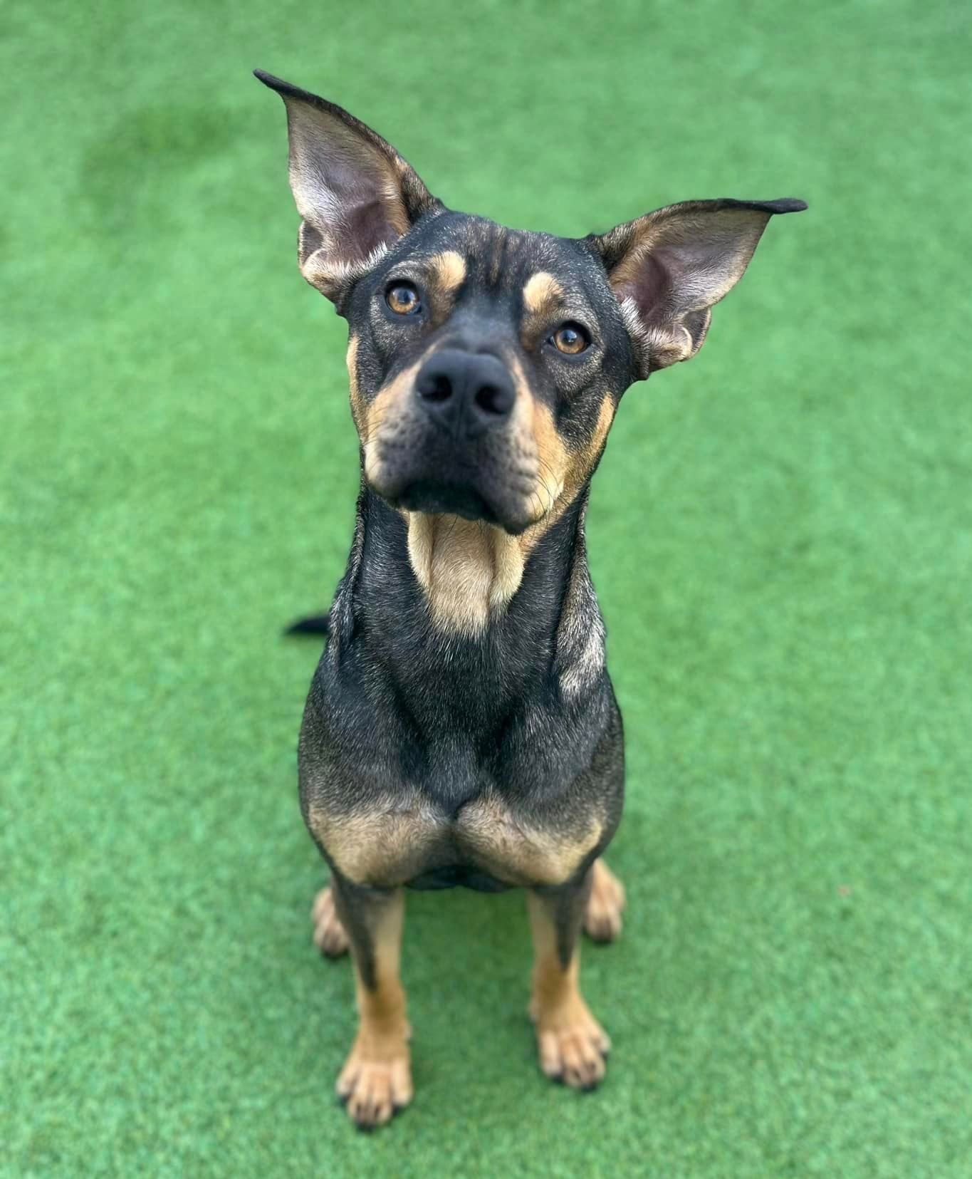 Dogs On The Green Grass — Apex, NC — Town And Country Animal Care