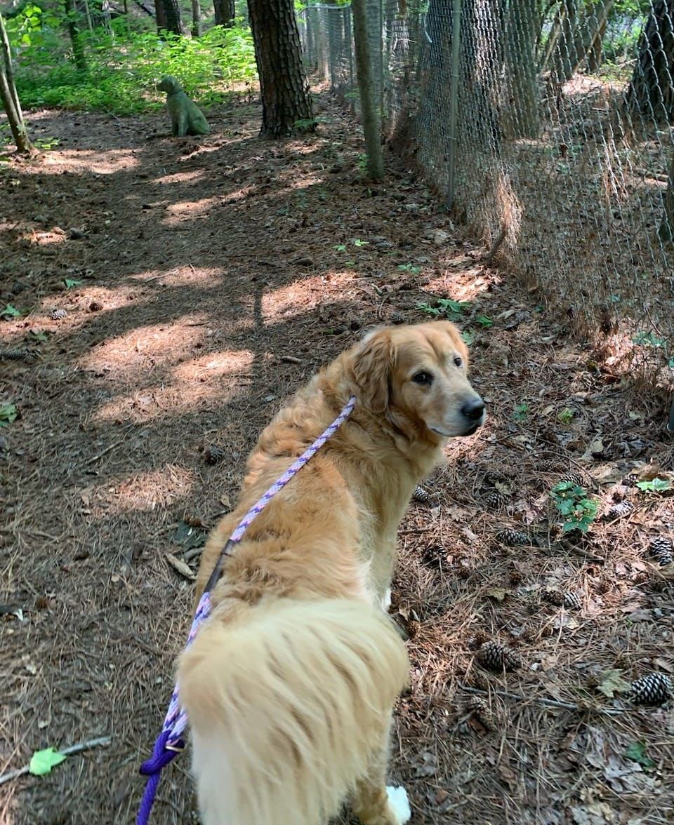 Walkway — Apex, NC — Town And Country Animal Care Walkway — Apex, NC — Town And Country Animal Care
