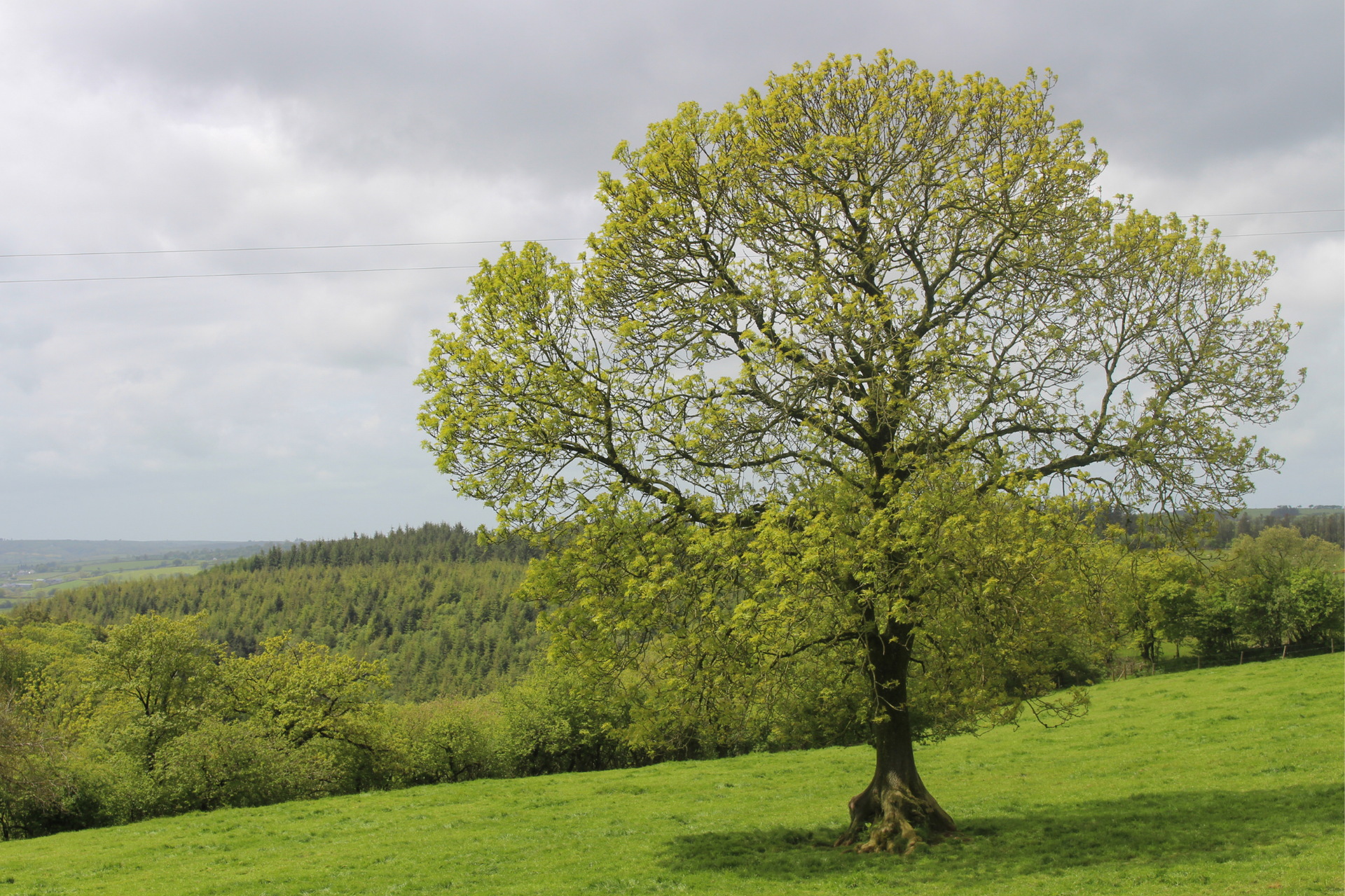 Ash tree