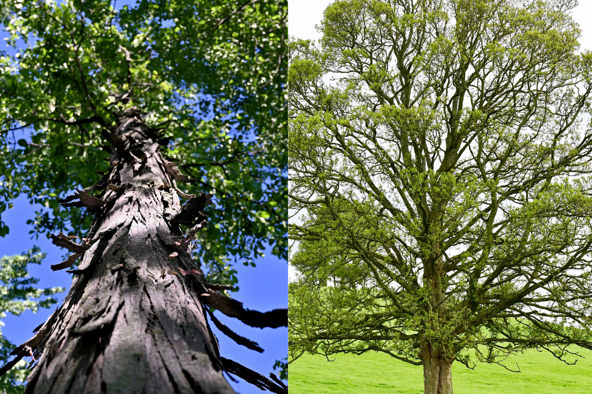 Hickory and Walnut tree