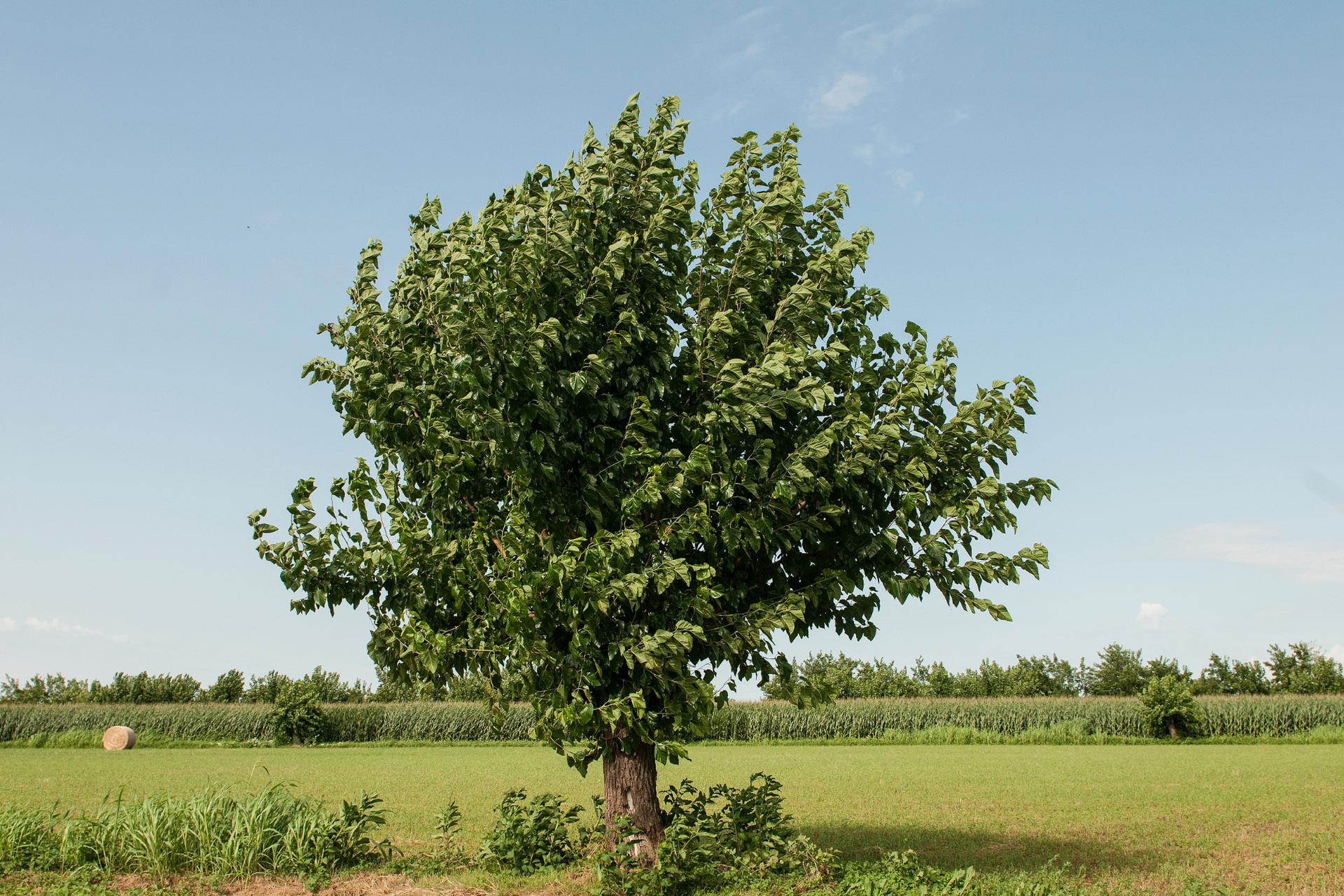 Mulberry Tree