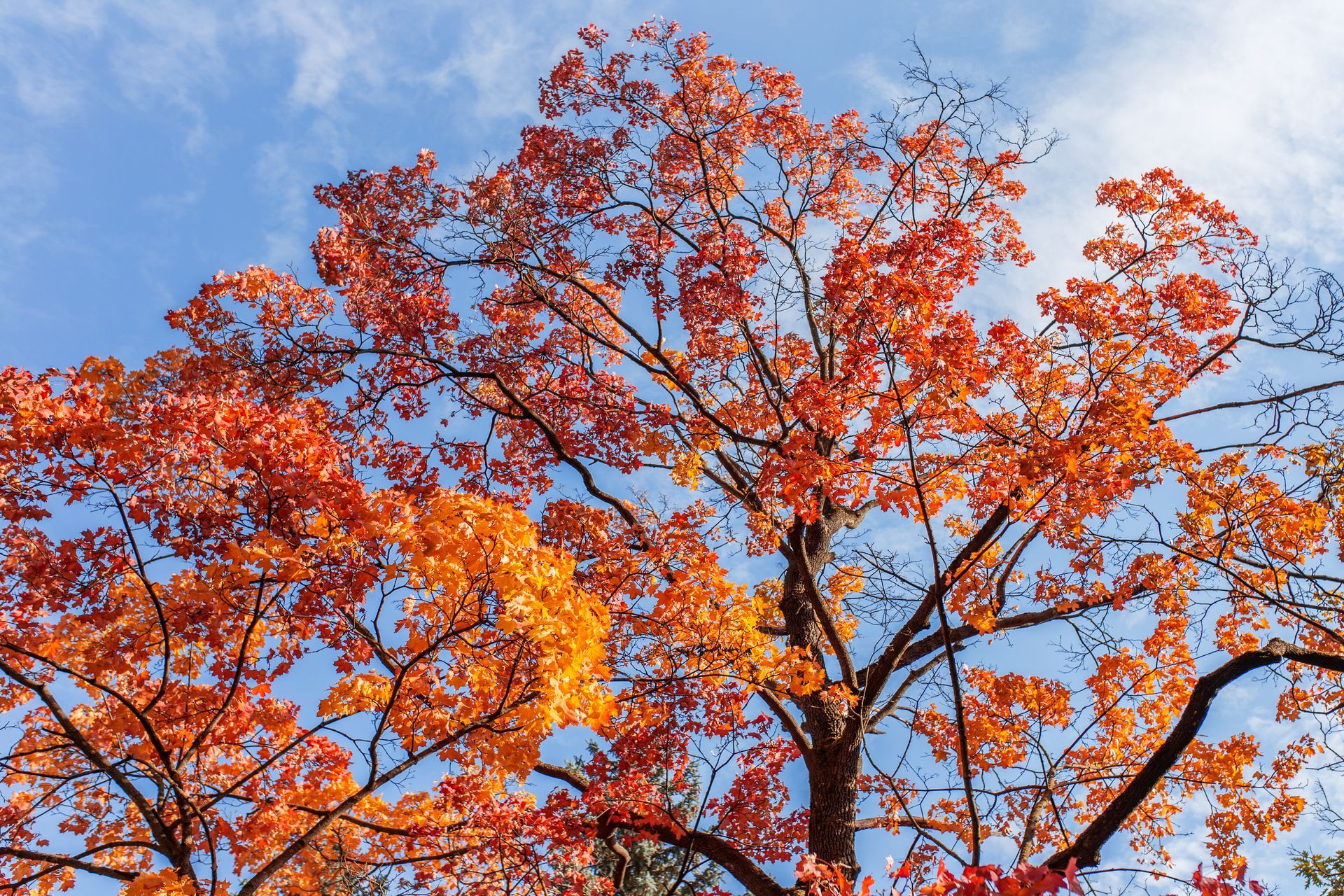 Maple tree