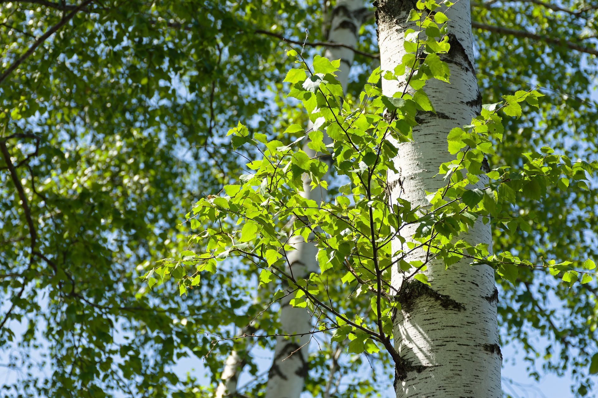 Birch tree