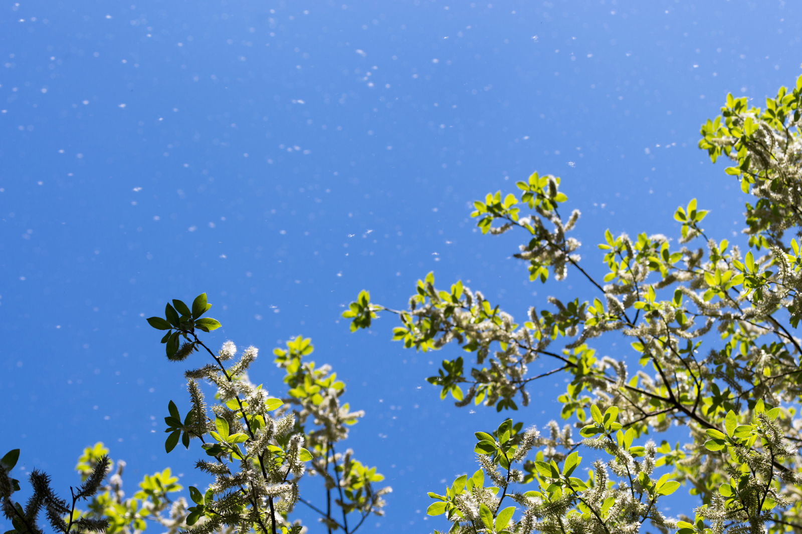 Tree branches releasing pollen into the air, triggering seasonal allergies and prompting the need for allergy shots in Tampa Bay