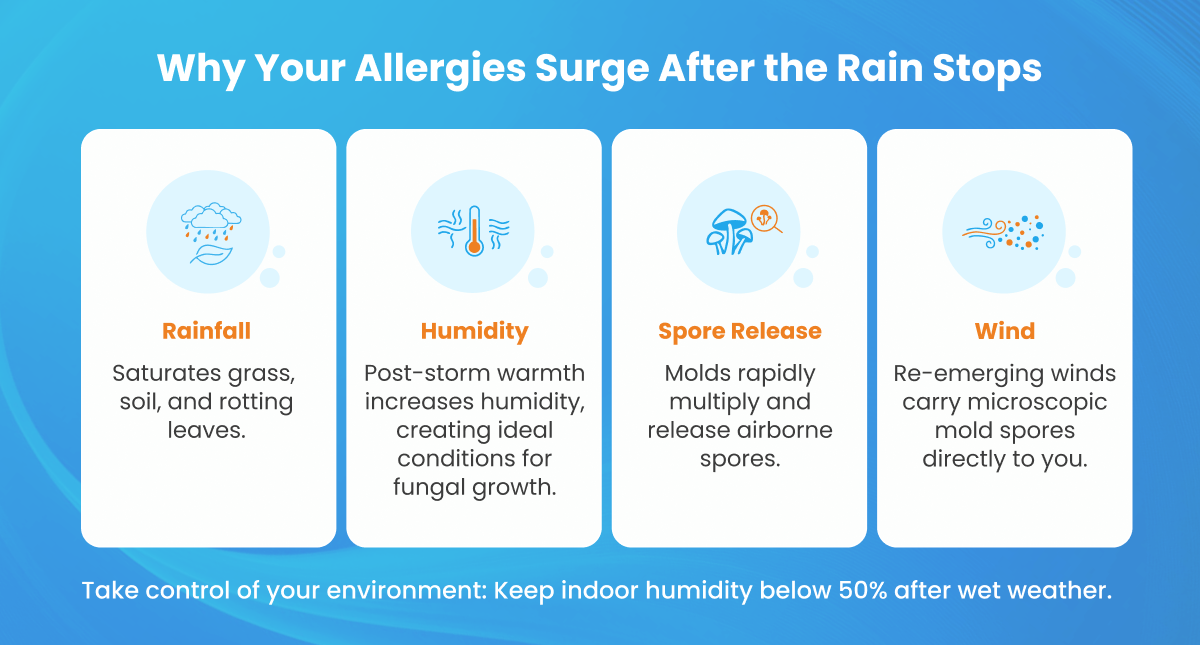 Infographic tracking how post-rain humidity and wind trigger rapid mold growth and airborne spore release.