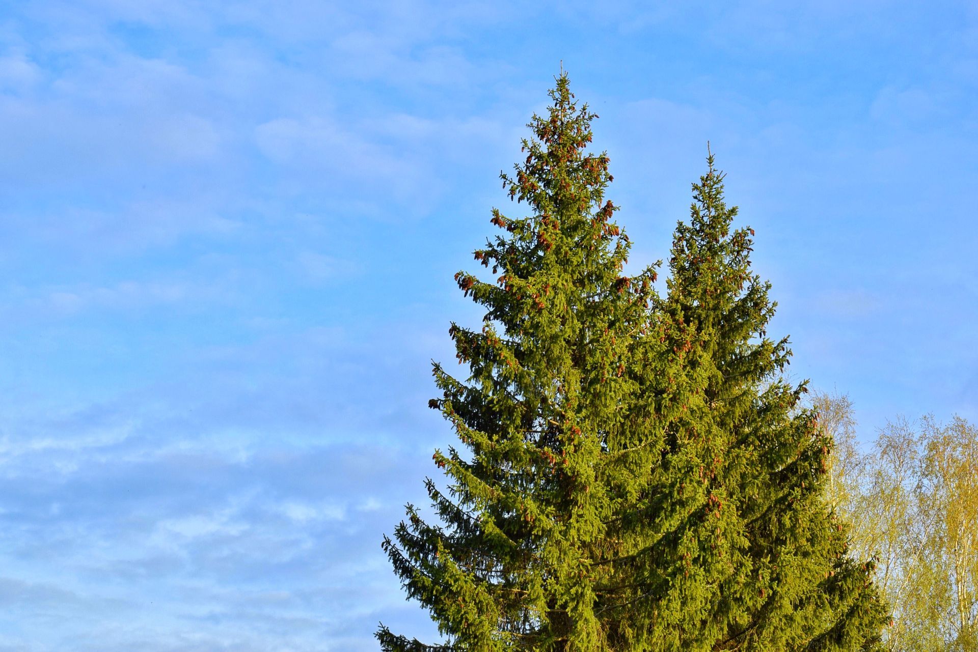 Cedar tree