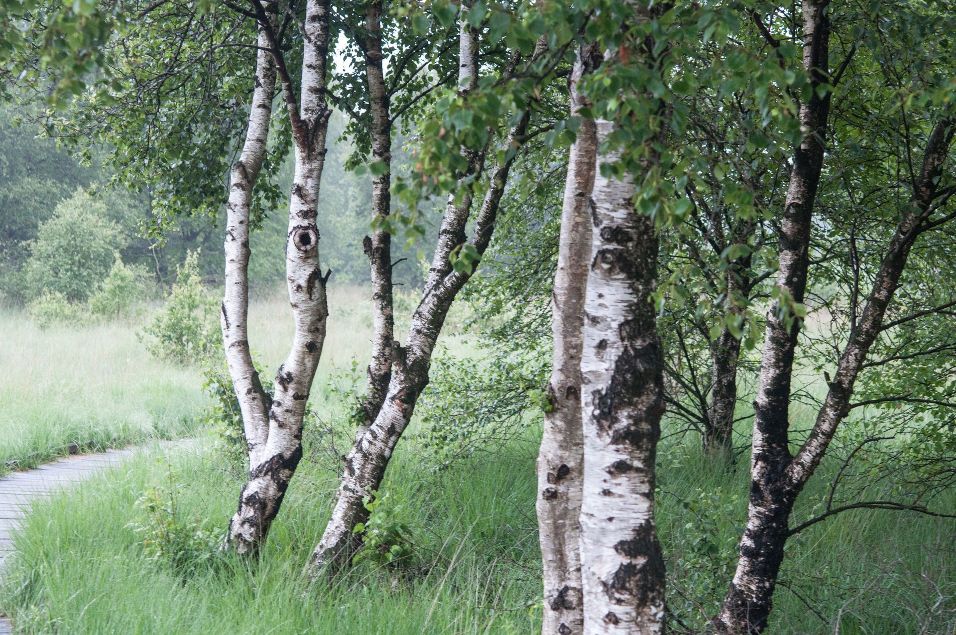 Birch trees, a leading source of pollen allergy, are among the most common seasonal allergy triggers