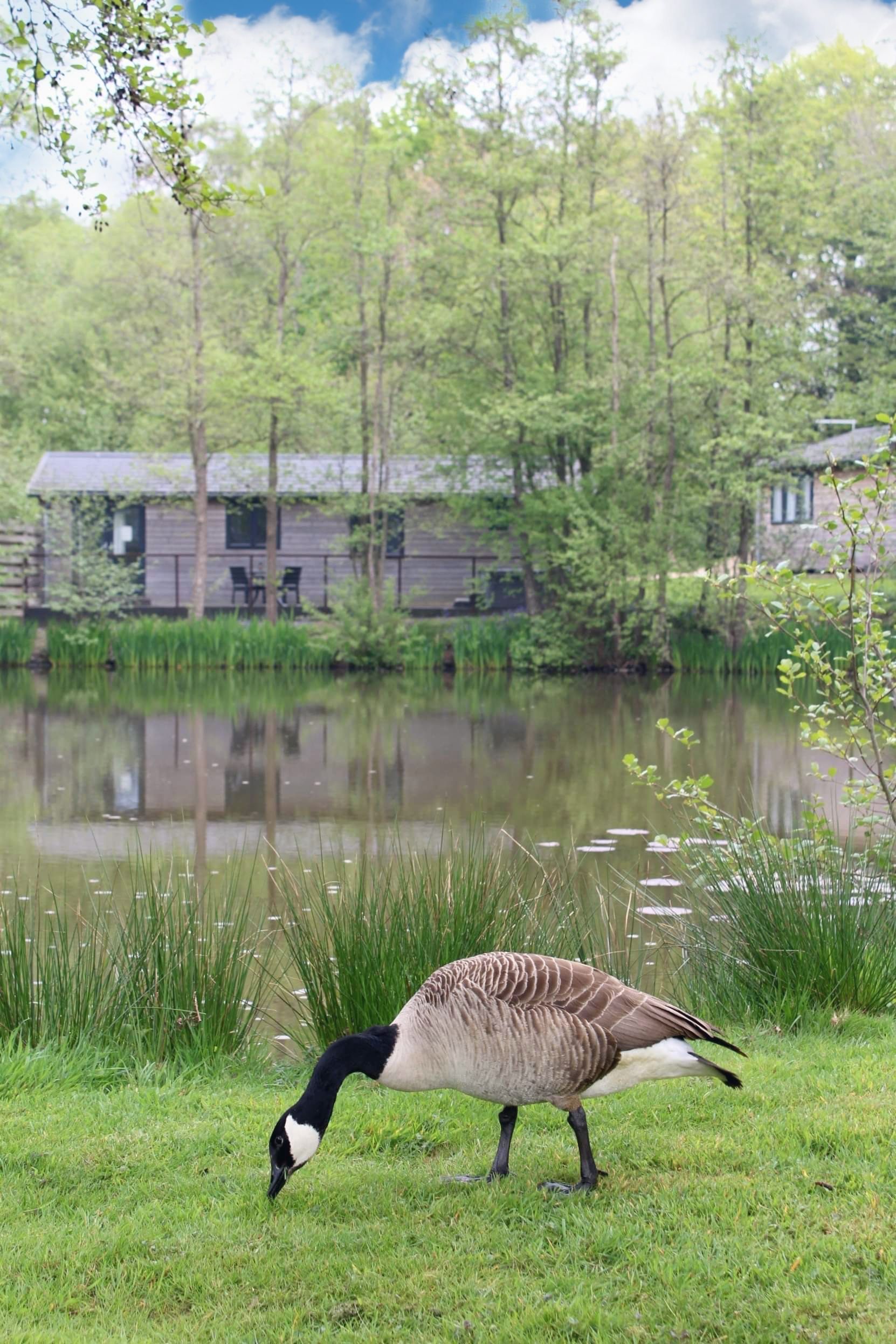 Lakeview luxury Lodge